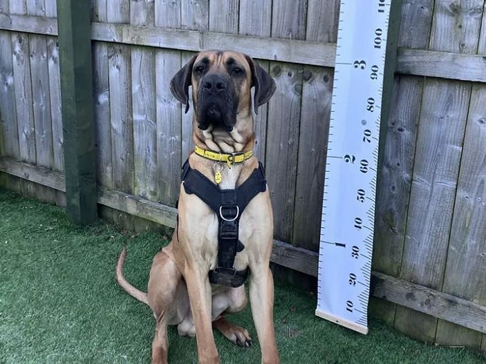 Dogs Trust West Calder seeks new home for their 'tallest ever pooch
