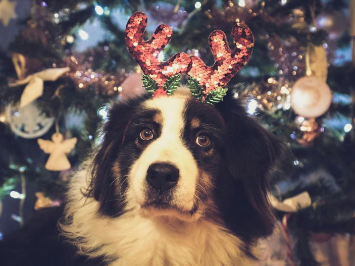 Dog Owners Warned About The Most Dangerous Christmas Foods