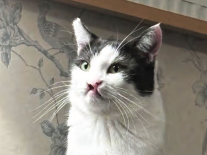Abandoned puss with cleft lip lands on his paws with new family