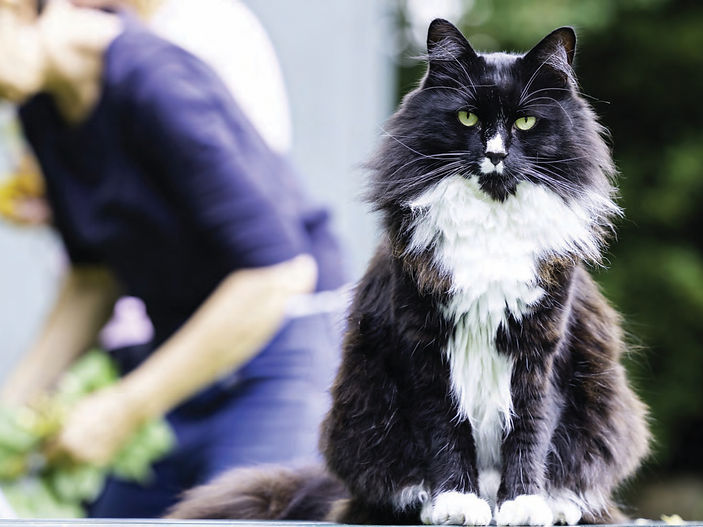 Search launched for the UK's favourite cats