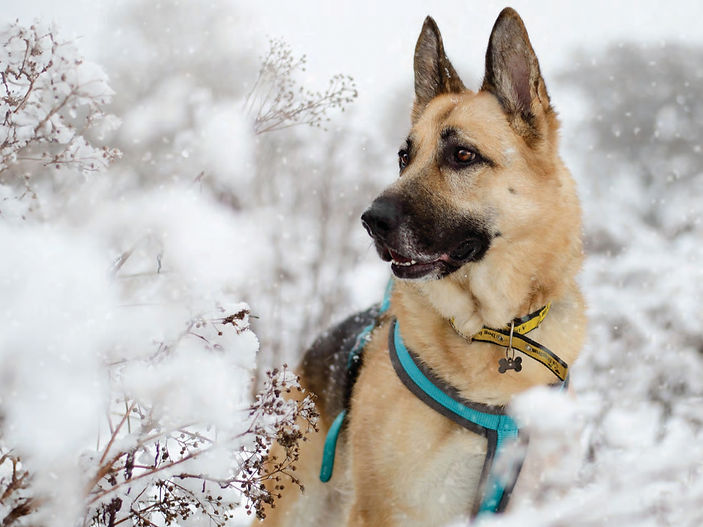 Stay Out of the Water: Dogs Trust Urges Dog Owners to Avoid Ice and Flood Water