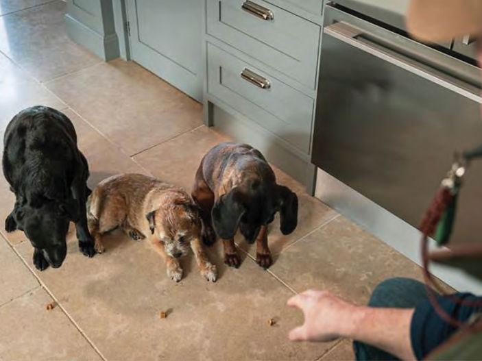 Six mistakes dog owners make during whistle training