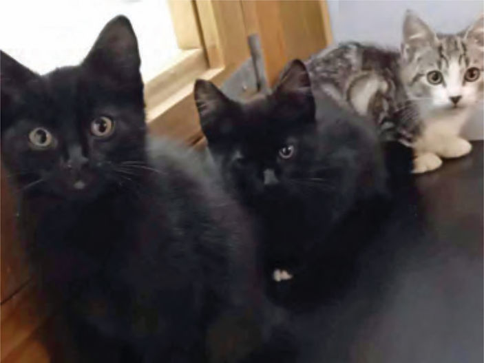 'Miracle' kittens thriving after Christmas Eve abandonment