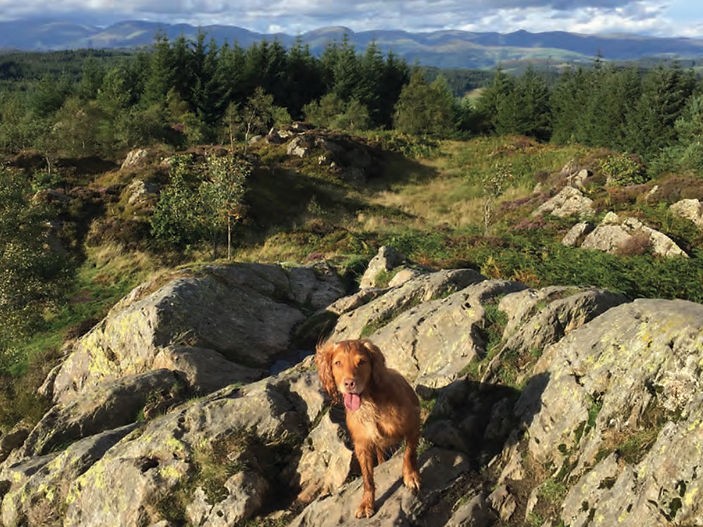Pawsitive Resolutions: Dog Walks in the Nation's Forests Boost Wellbeing
