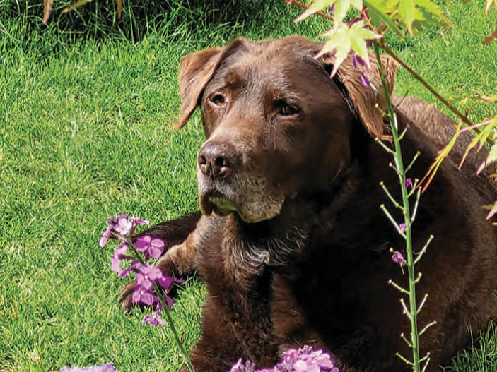 Bramley's Last Post - Story of a Rescue Dog
