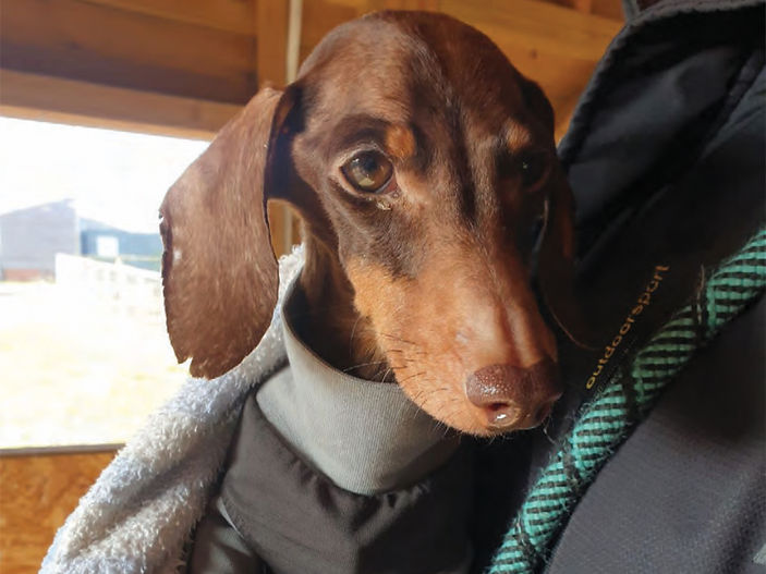 Appeal after skinny dachshund left at RSPCA cattery