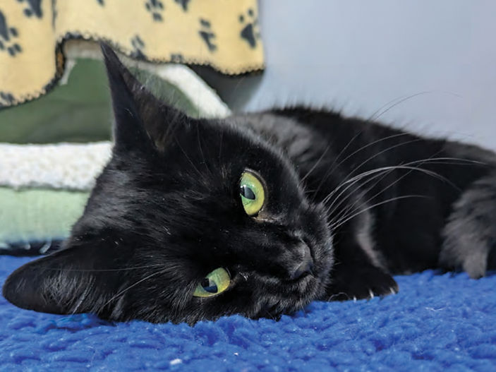 Young cat with air gun pellet lodged in chin thrives in new home