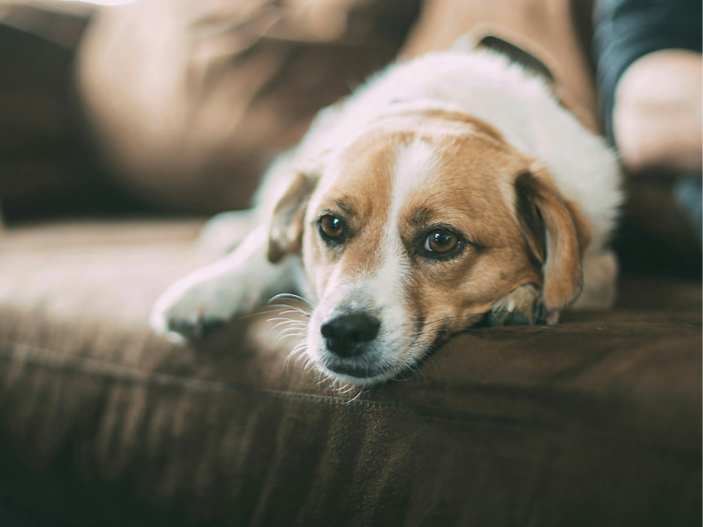 Expert reveals the furniture most at risk of pet damage at home