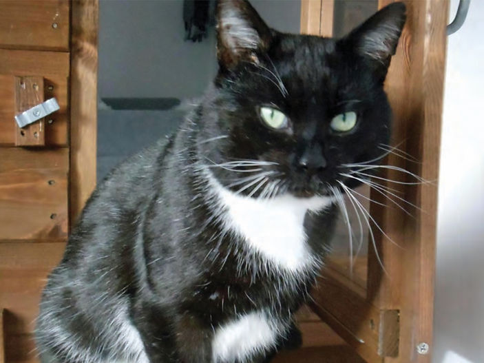Share your fabulous feline's best pose and raise money for needy cats