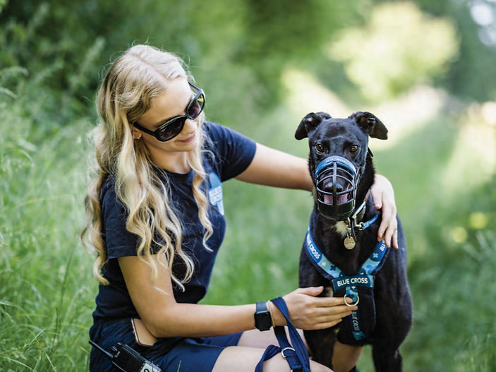 Wales lead the way in improving pet welfare – again
