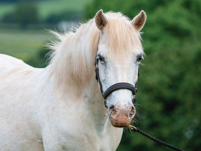 Equine charity appeals for carers to help ease welfare crisis