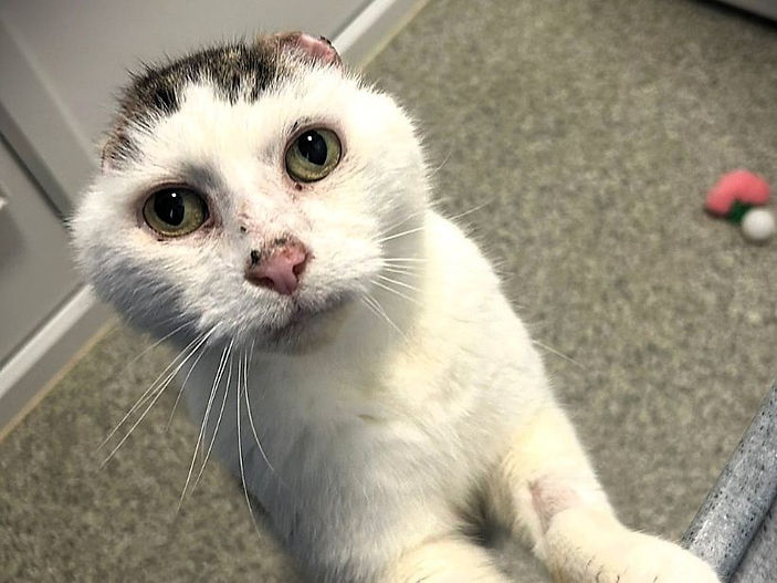 Cat's crispy ears were a sun-damaged cancer warning