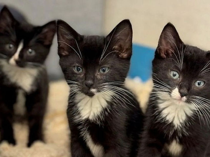 Orphaned rescue kittens now thriving in new homes