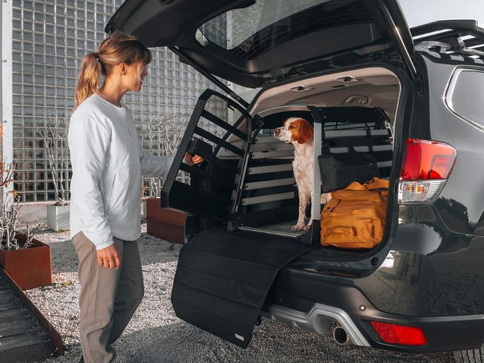 How to travel safely with pets