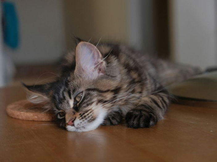 Raising a Happy, Healthy Kitten with Catit – Your Essential Guide