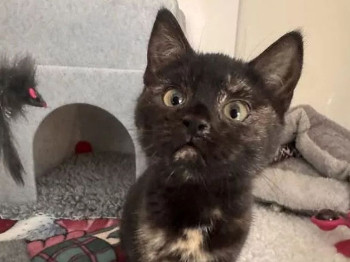 Tiny kitten 'loving life' after adopting her new owner on a cliff-top walk