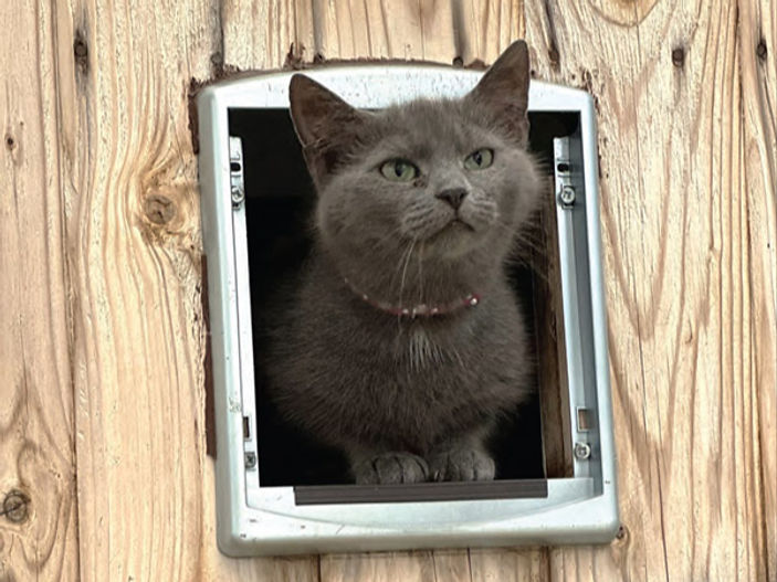 Happy home for last of three cats dumped on farmland