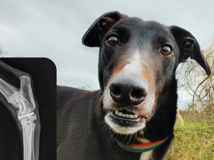 Wales announces plans to ban greyhound racing as rehoming begins