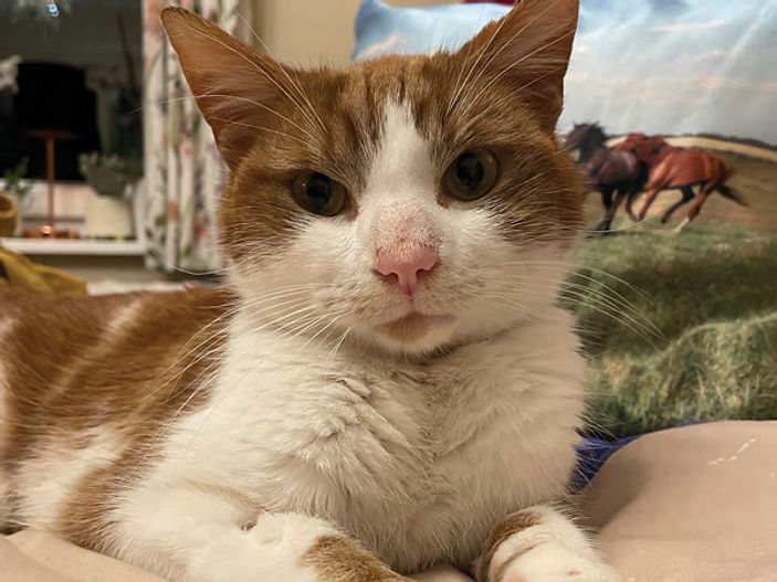 Bedraggled Beverley stray looked '10 years older' before rescue