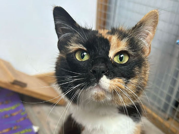 Tiny tortoiseshell shows fierce will to survive despite losing a paw