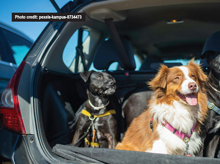 Dog owners holiday ruined if they don't have these 3 essentials, expert warns