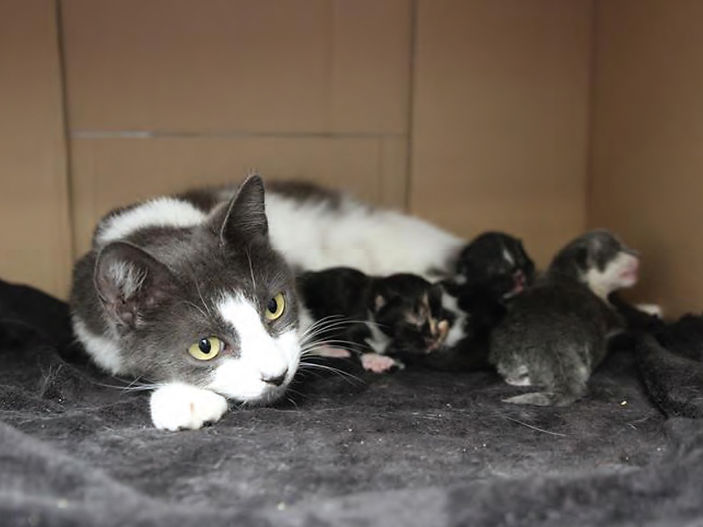 Animal charity faces influx of kittens this summer