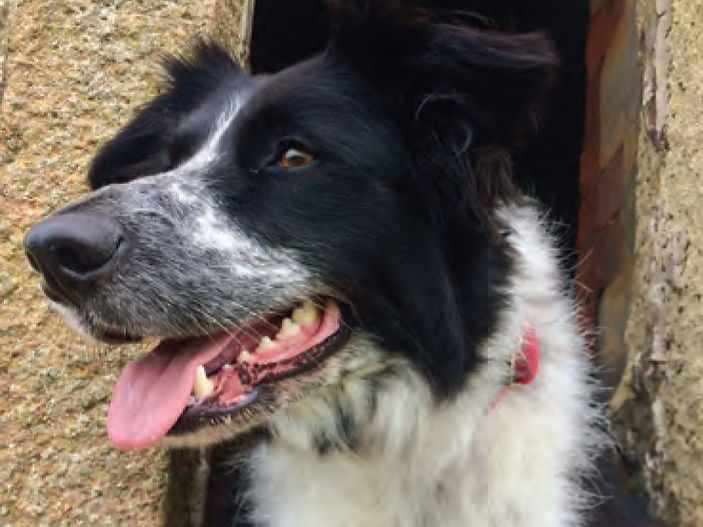 Border Collie Trust GB To The Rescue