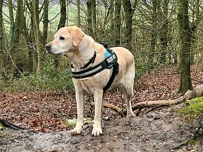 Why Rescues fear the Summer Holidays