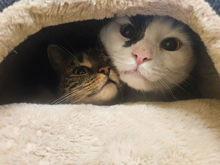 150 day homeless cats in bid to find forever home