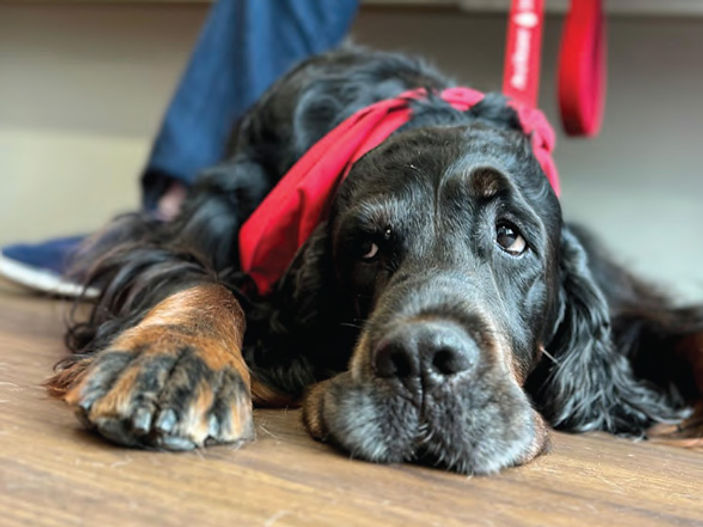 Heroic dog sets Guinness World Records title for lifesaving blood donations