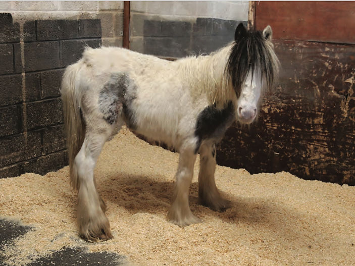 You could help us be Ready to Rescue the next foal in need
