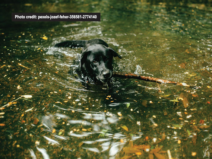 Warning over 2 day swimming rule dog owners must follow or risk contamination