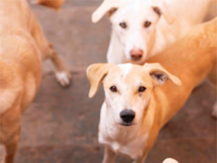 The Forgotten Dogs of Morocco: A Journey into SARA's Fight for Change