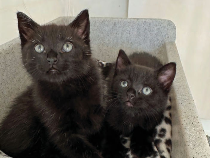 Tiny kittens rescued from boiling water pipes on the road to recovery