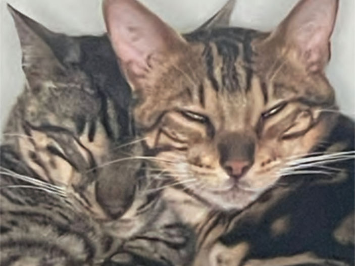 Close Call for Cat with Caffeine Poisoning