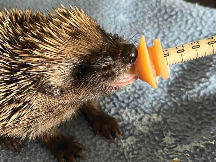 Operation Hogspital - A Prickly Manoeuvre