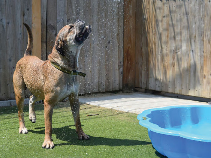 Dogs Trust Basildon: no safe time to leave dogs in hot cars