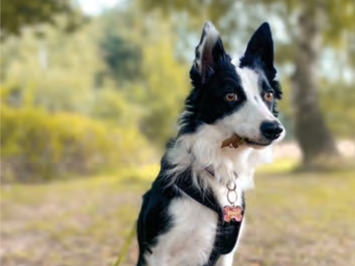 Deaf collie Anwyn's remarkable journey from Irish stray to loving home