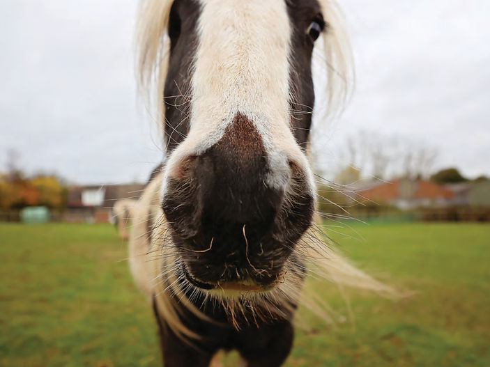 How You Can Help a Rescued Horse or Donkey This Summer