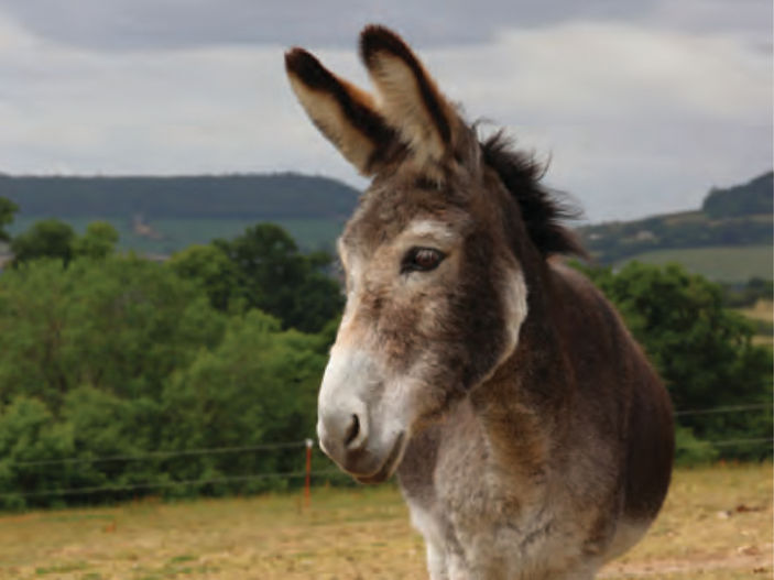 Donkey Darby gets his smile back