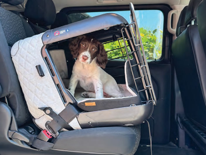 Safe and Comfortable Car Travel for Dogs: What Every Pet Owner Needs to Know