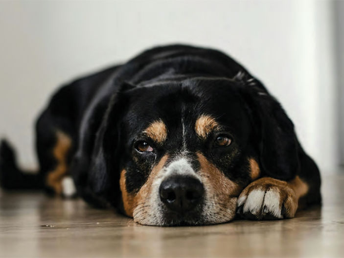 What your dog's vomit is trying to tell you