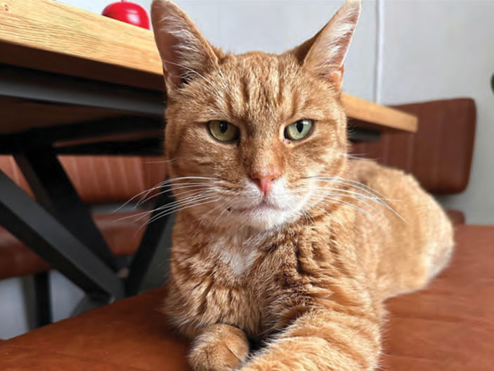 Stray cat found bleeding finds forever home