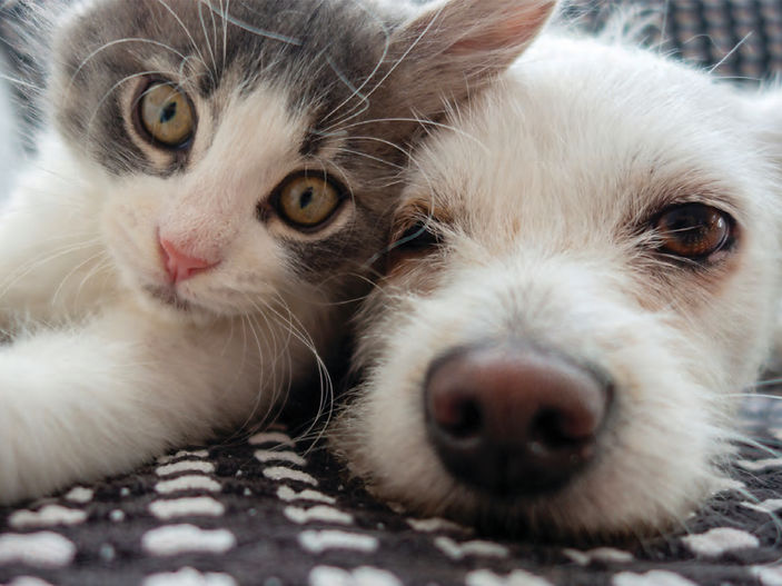 One in four Dog owners & one in five owners track their pets