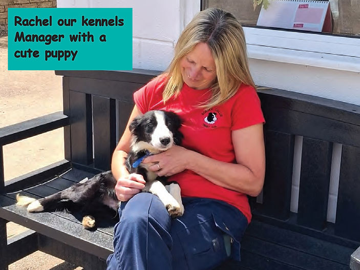 A day in the life of a Collie at Border Collie Trust