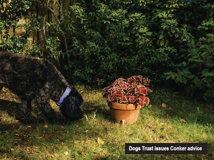 Conker Caution! Dogs Trust warns of harmful conkers this Autumn