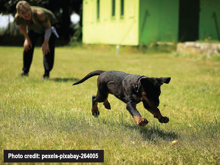 Dog trainer reveals why your dog might be ignoring you - and it's not personal!