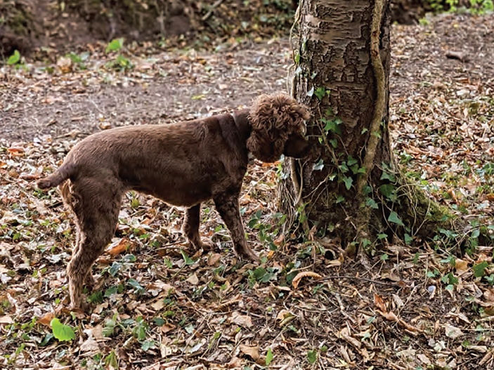 Nosing Around in the Woods: The Simple Joy of Autumn Sniffing