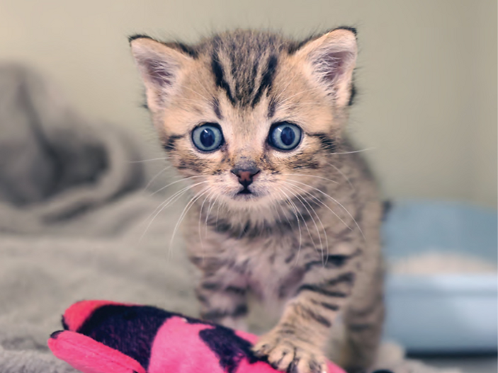 Kitten found alone and too young to survive now loves rough-and-tumble