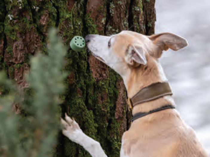 The Power of the Nose: Why Every Dog Needs Daily Scent Work
